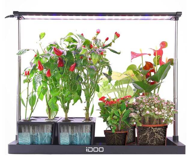 Der Idoo XL Indoor-Garten ist so groß, dass auch Chili-Stauden und kleine Tomatenpflanzen darin gezüchtet werden können.